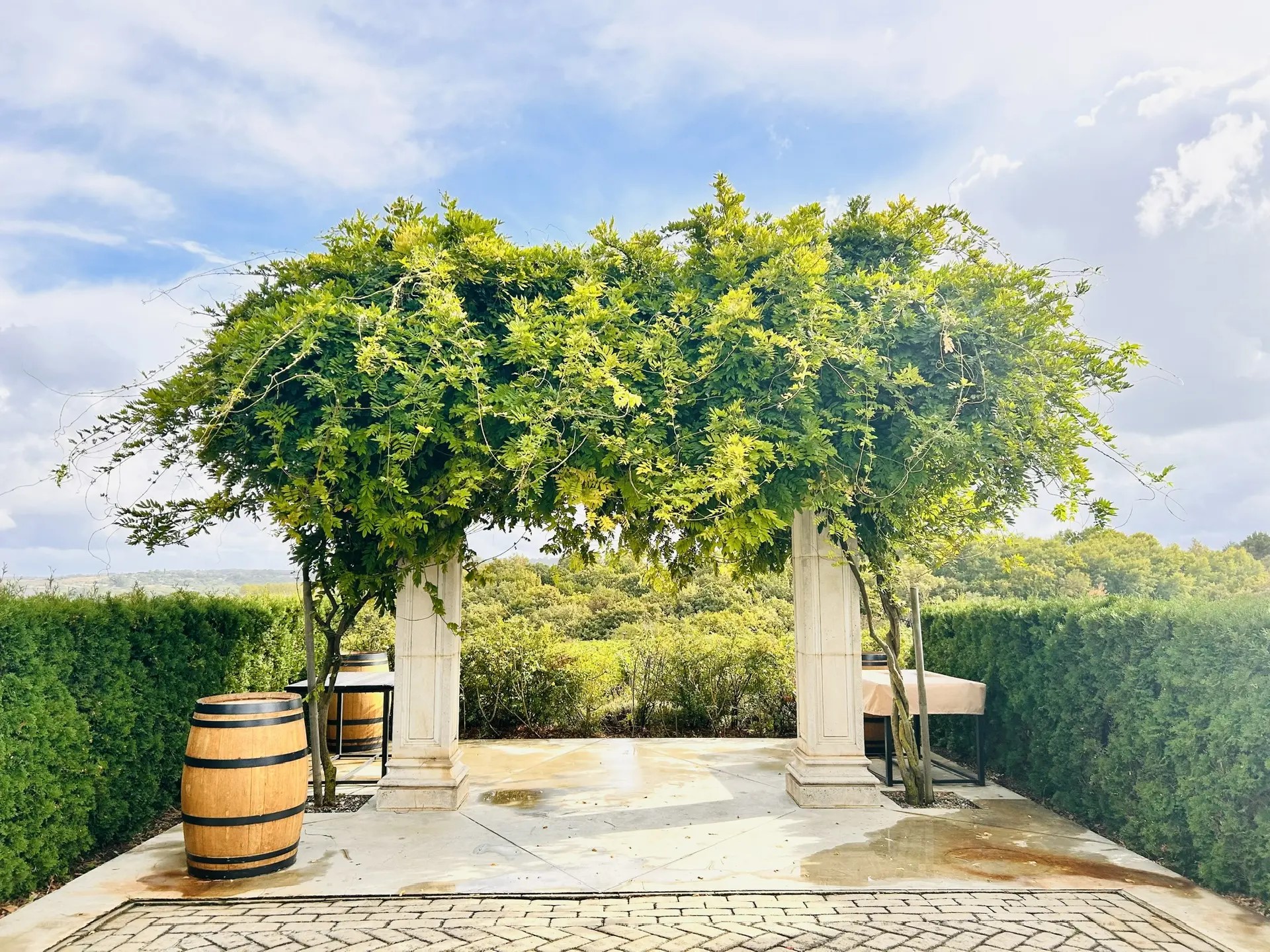 Гастрономический тур Вино&Море: Лавандовый бриз (15/24)