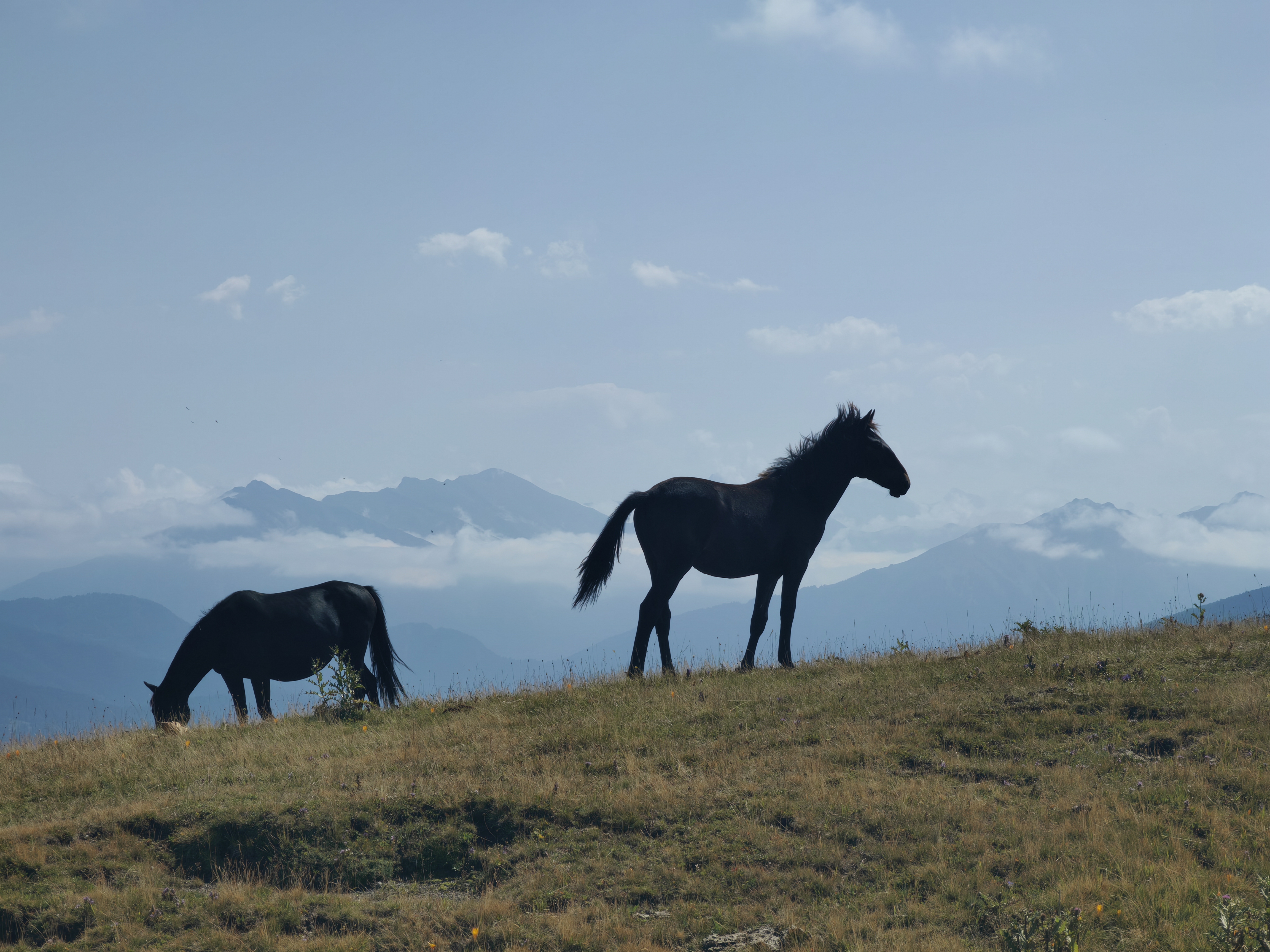 Архыз с комфортом в компании маламута! (33/54)