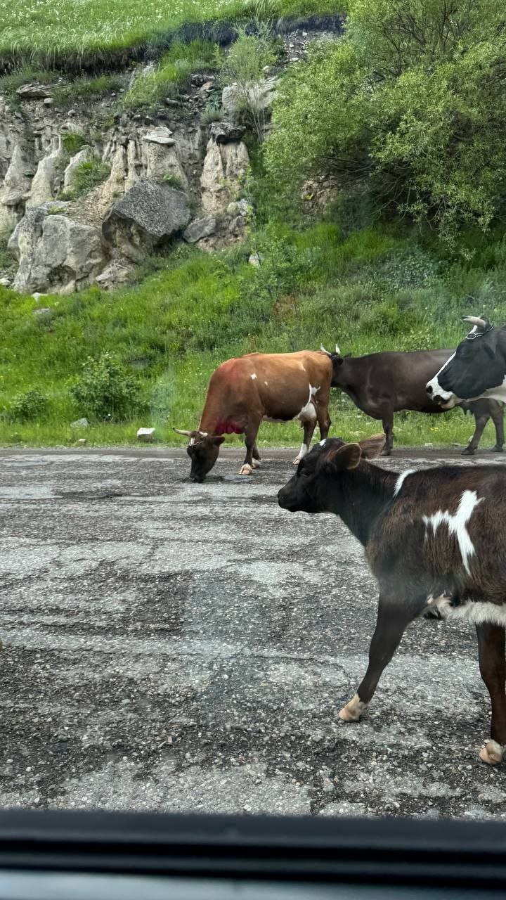 Домбай, Эльбрус, Джилы-Су - классный микс за 4 дня! (45/52)