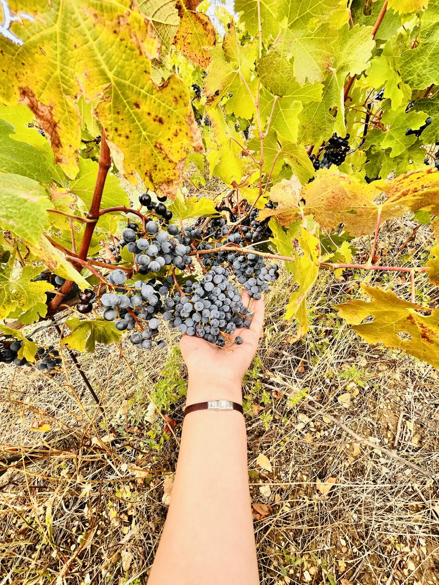 Гастрономический тур Вино&Море: Лавандовый бриз (21/24)