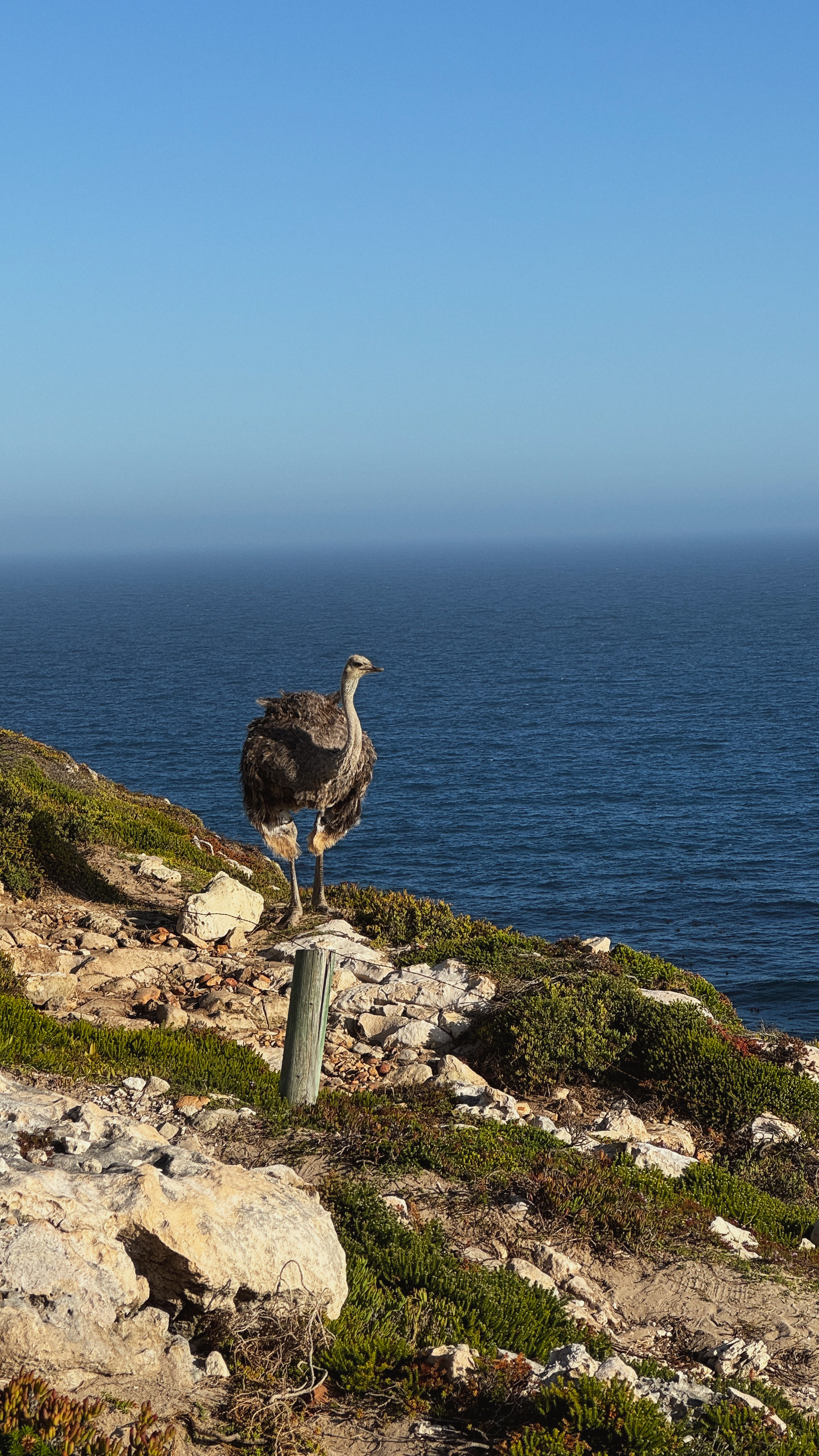 Юар - знакомство с Африкой, которое запомнится навсегда (22/59)