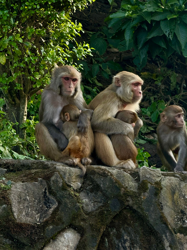 Доступный Тибет: монастыри и Эверест (10/20)