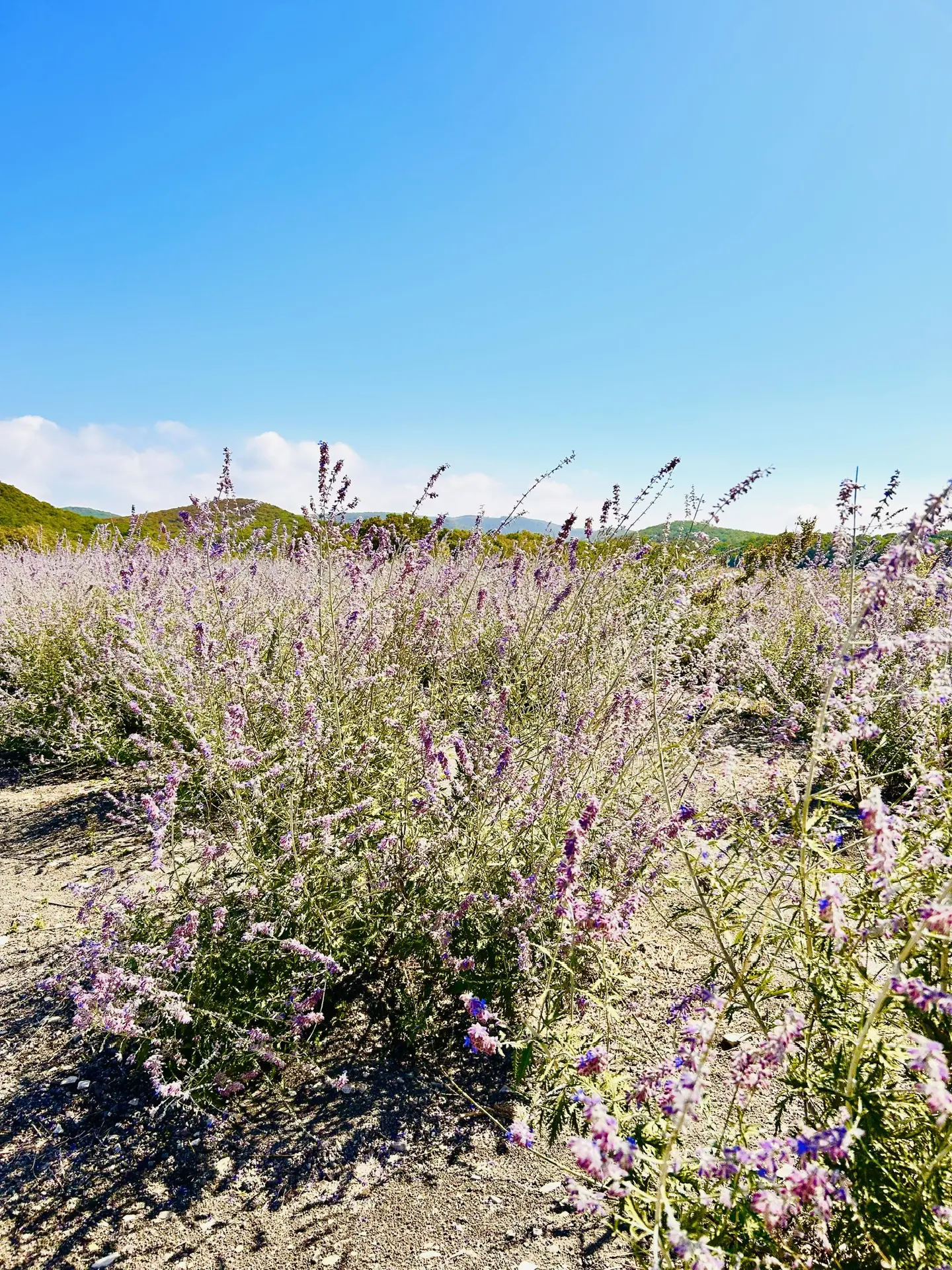 Гастрономический тур Вино&Море: Лавандовый бриз (4/24)