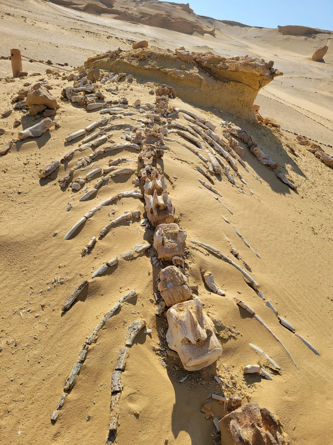 Оазис Эль-Файюм и Долина китов (от 1 до 5 человек) (4/9)