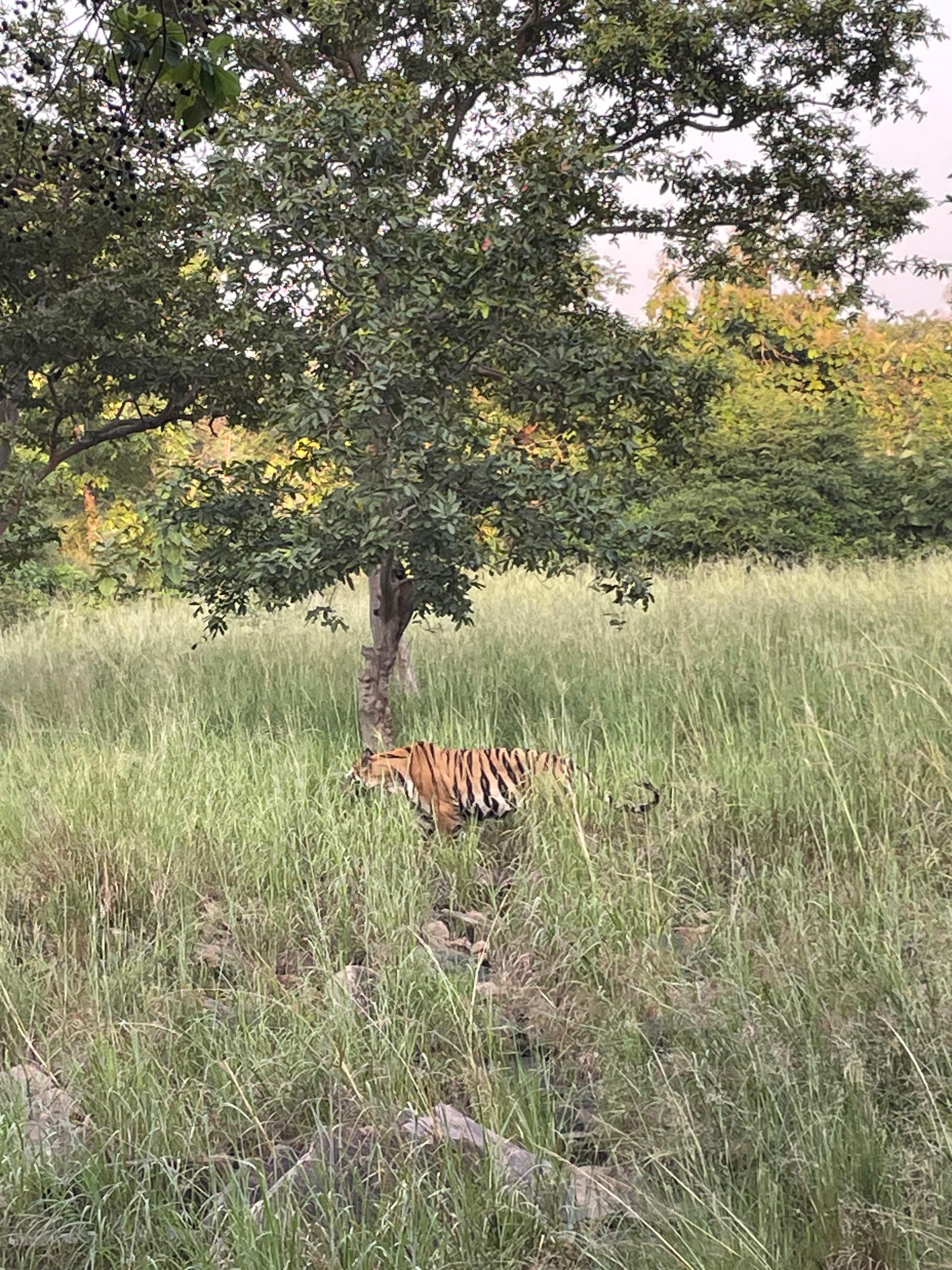Великие Моголы, раджпуты и тантристы: индивидуальное путешествие в самое сердце Индии (27/30)