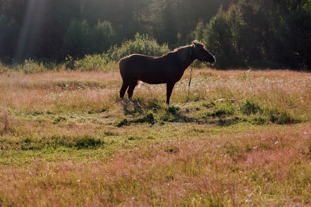 Пинега. В начале было слово. 1 этап (22/24)
