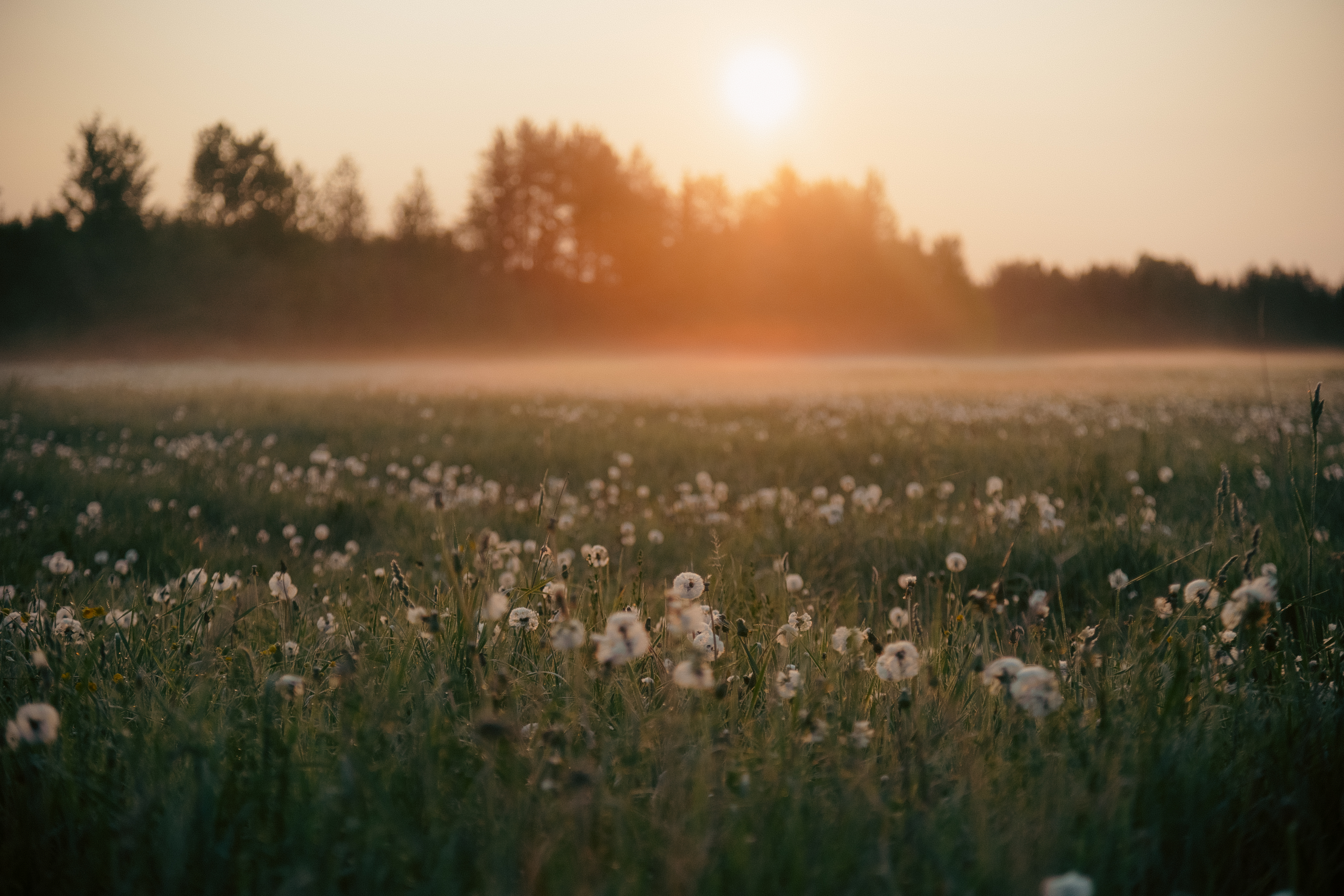 Пинега. В начале было слово. 1 этап (4/24)