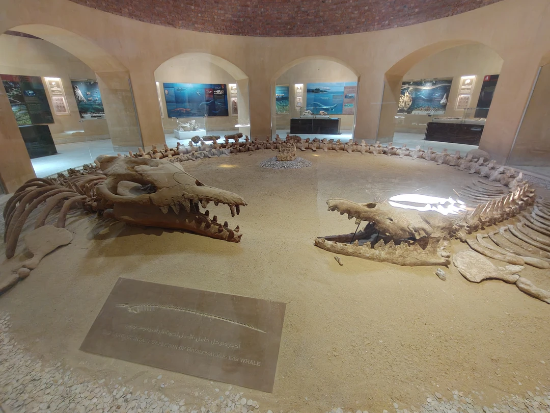 Оазис Эль-Файюм и Долина китов (от 1 до 5 человек) (3/9)