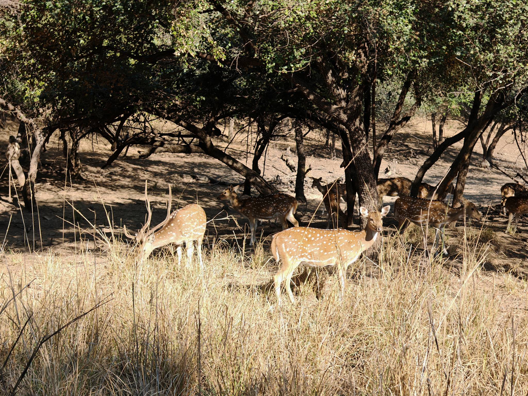 Великие Моголы, раджпуты и тантристы: индивидуальное путешествие в самое сердце Индии (28/30)