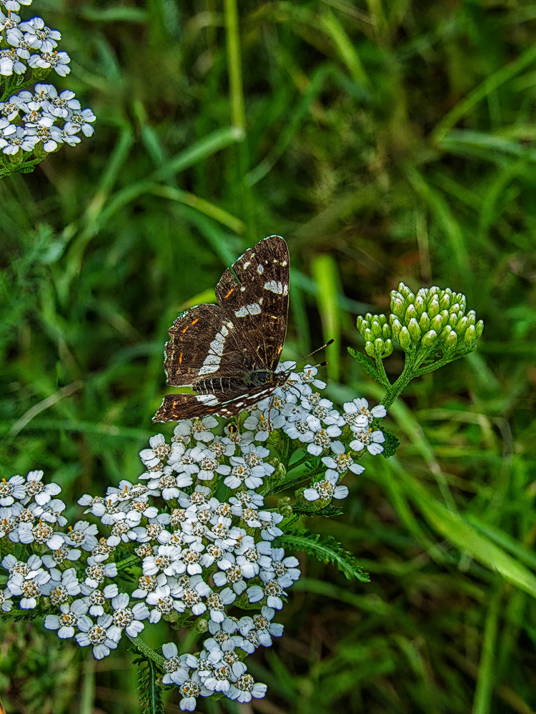 Путешествие к тайнам Горного Алтая (80/111)