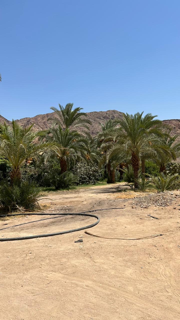 От Пирамид До Иерусалима -Великий Исход В Обетованную Землю (35/38)