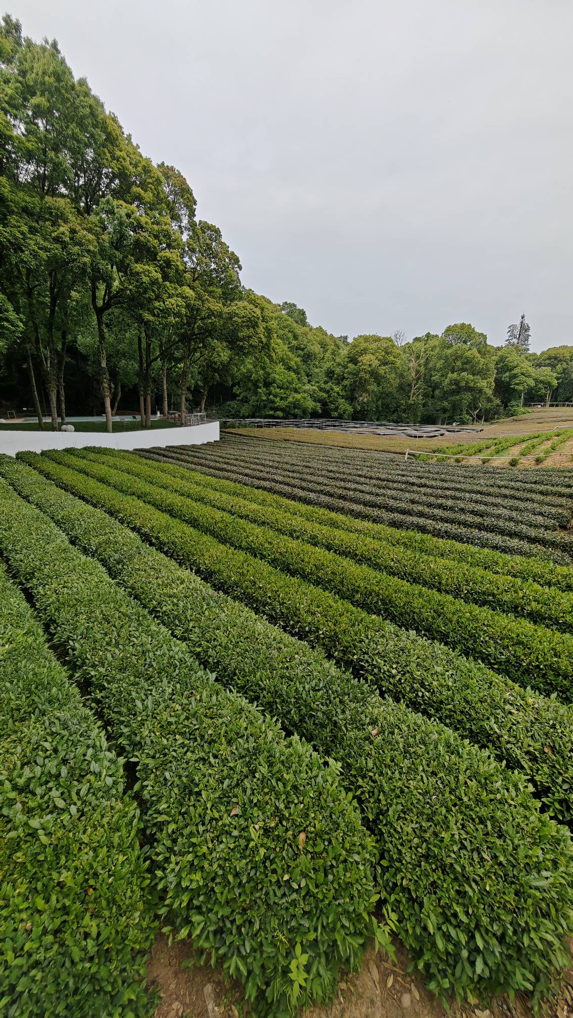 Встречай весну в Восточном Китае: Шанхай, древние деревни, водопады и горы Хуаншань (30/52)