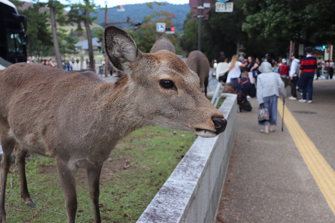 Тур в Японию:  Волшебство Востока!