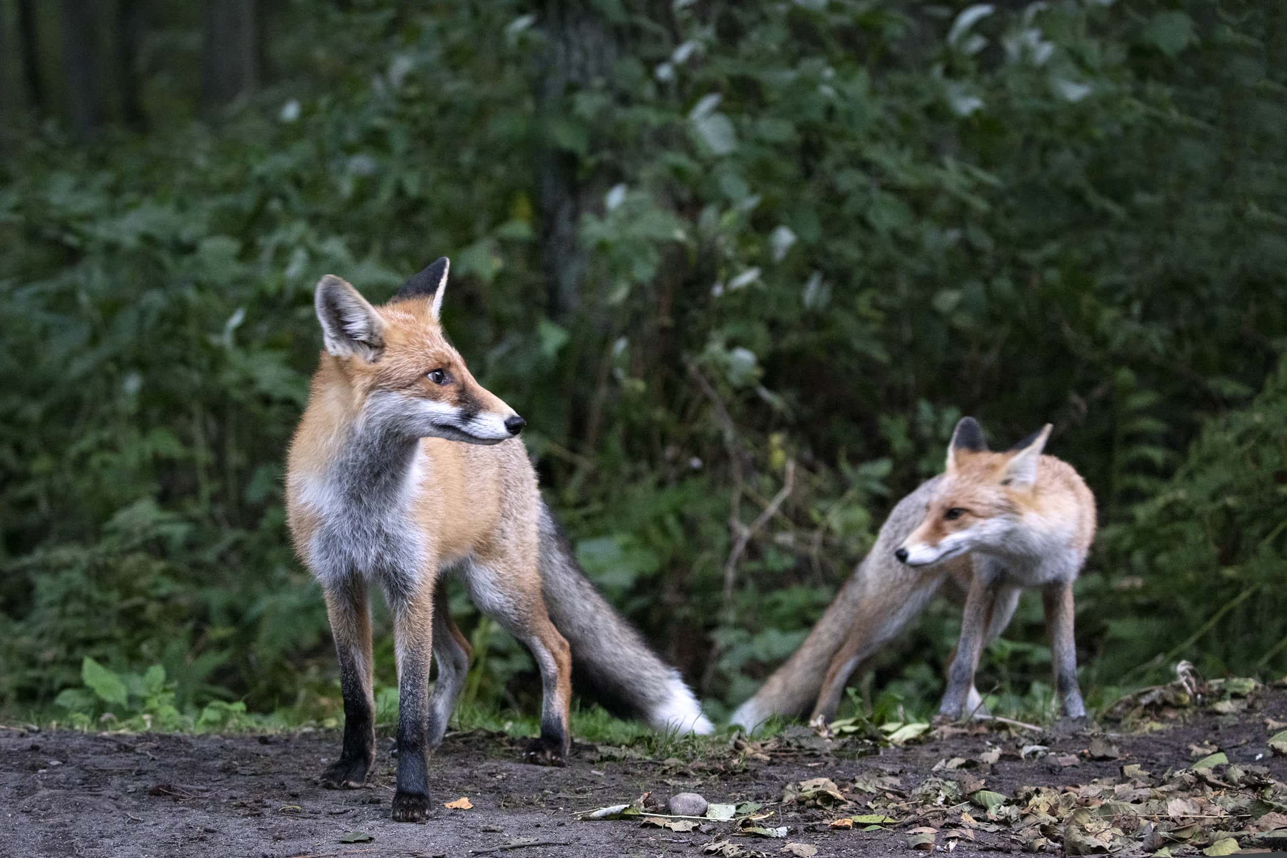Велопрогулка в Национальном парке Куршская коса (6/8)