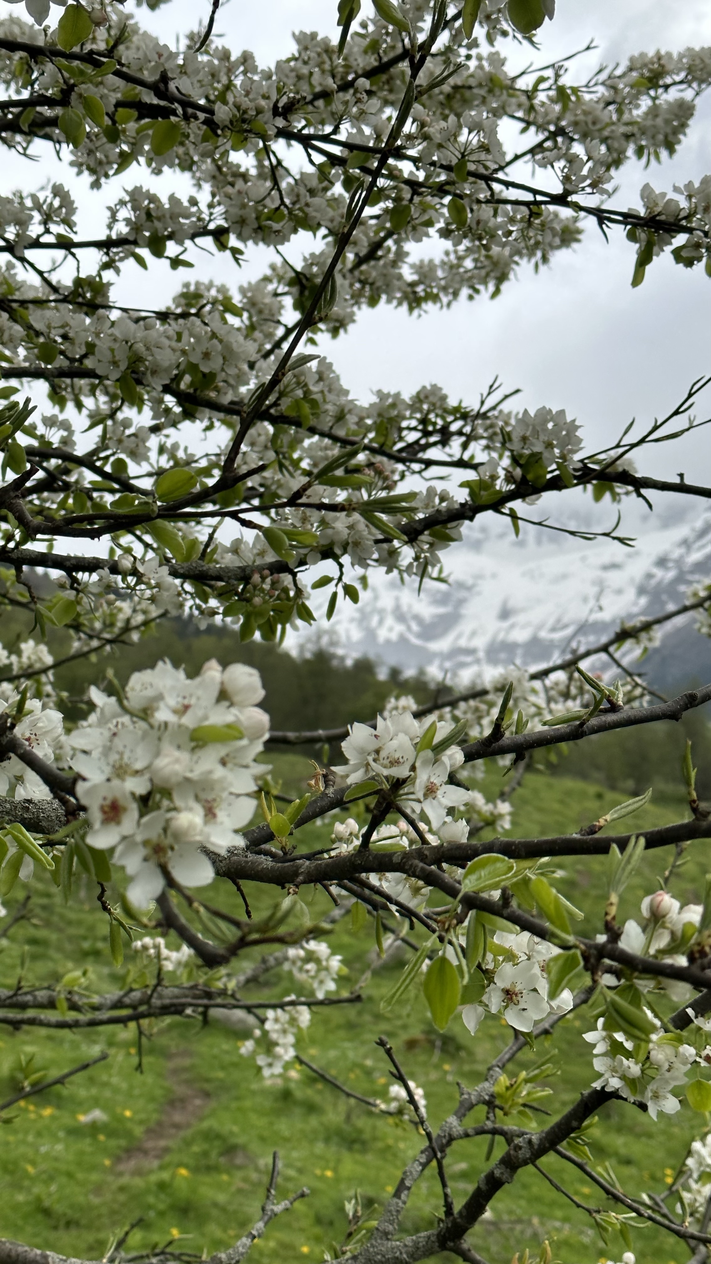 Конная прогулка к Софийскому леднику и водопадам без треккинга (Архыз) (10/13)