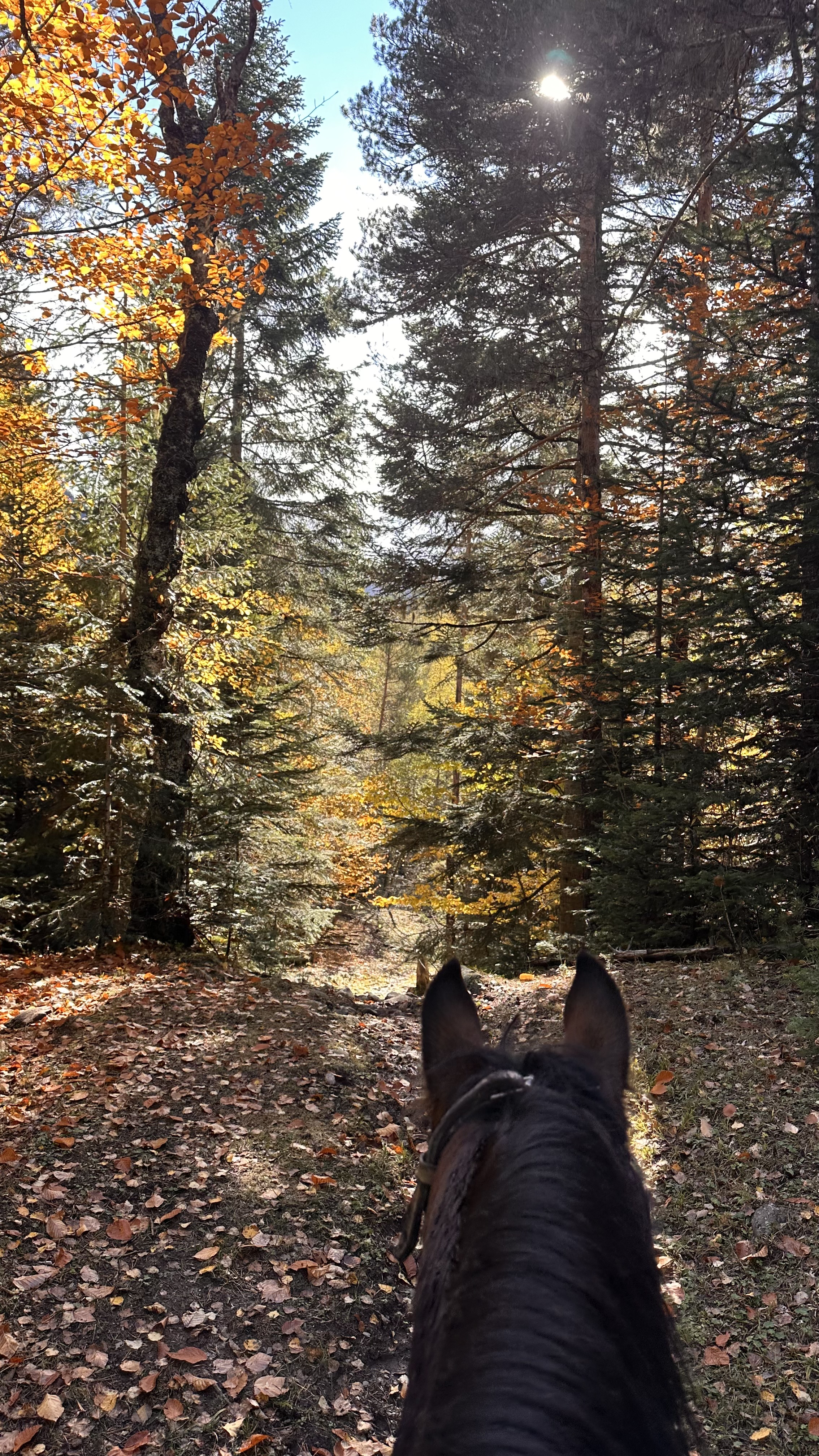 Конный тур Осень в Архызе (19/59)