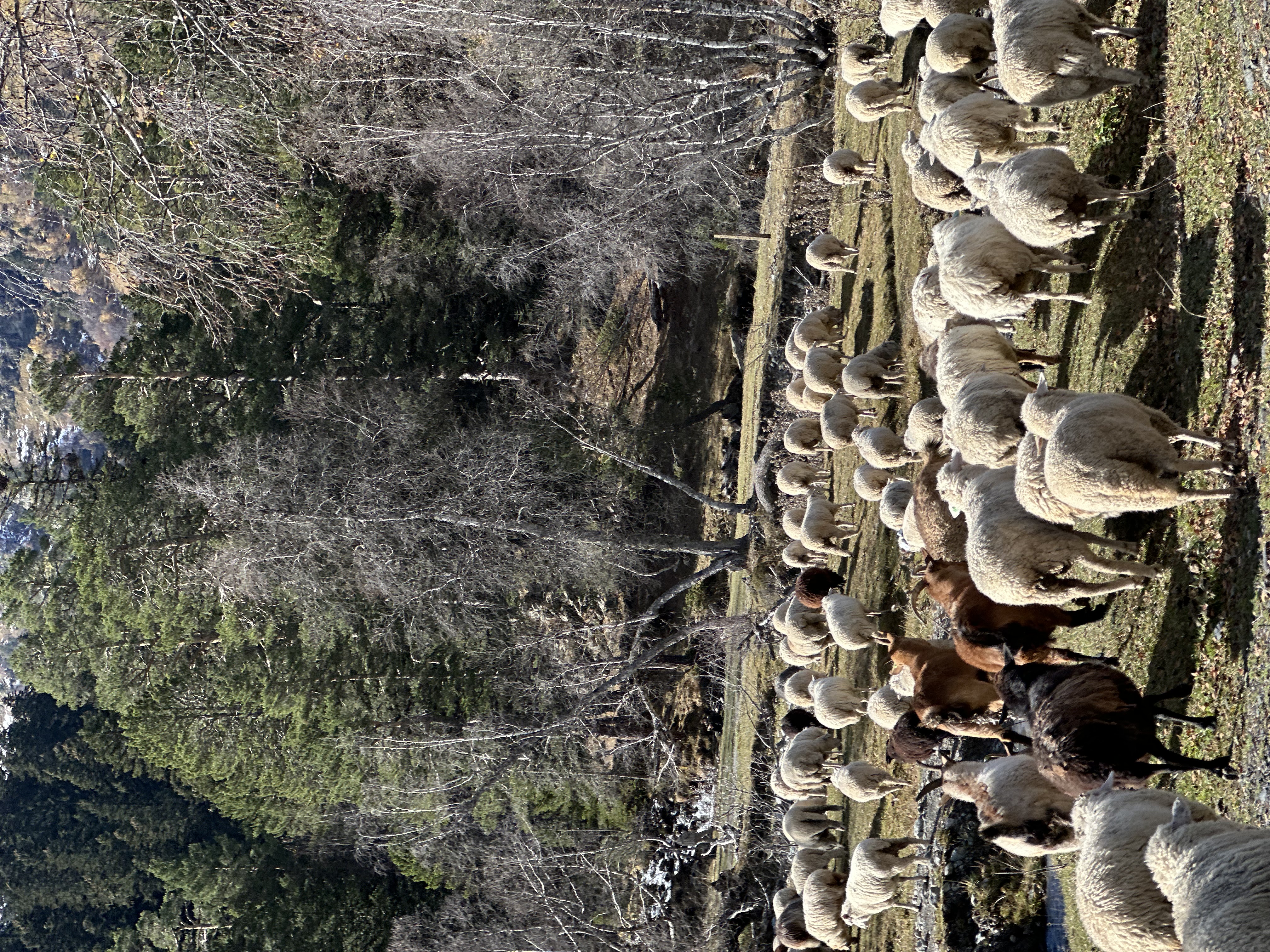 Конный тур Осень в Архызе (34/59)