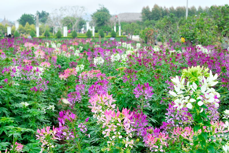 Тур на цветение клеом: Гуйлинь, круиз по реке Ли, Яншо, геопарк Бацзяо Чжай (34/39)