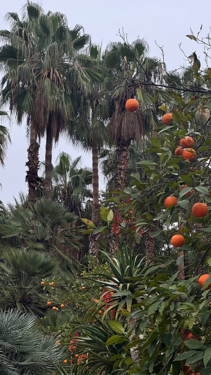 Марокко - горы и океан (комфорт тур) (9/52)