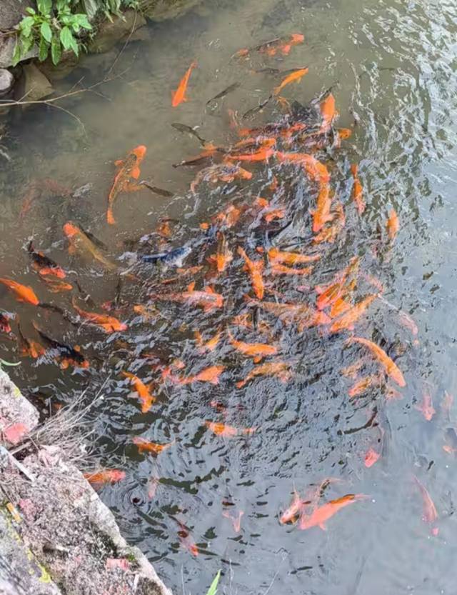 Осенняя сказка Восточного Фуцзянь: Фучжоу и панды, хурма и древние деревни Пиннаня (12/24)