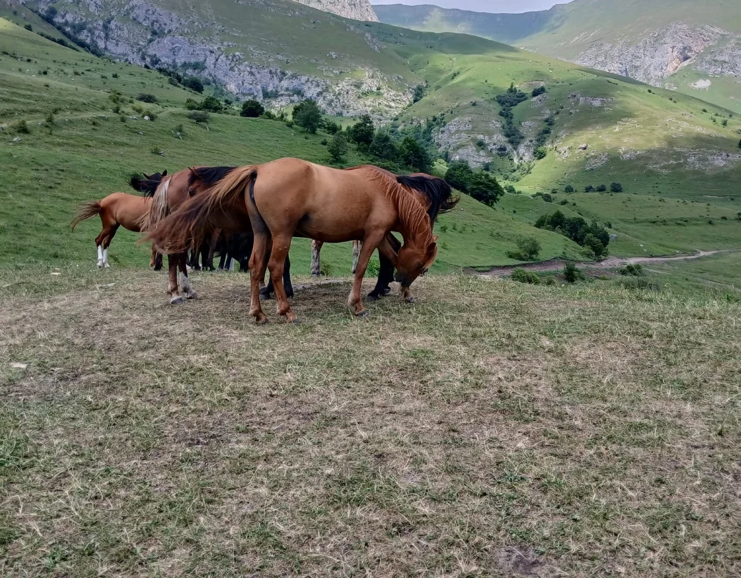 Армения. Конный тур - Романтика горных троп (2/7)