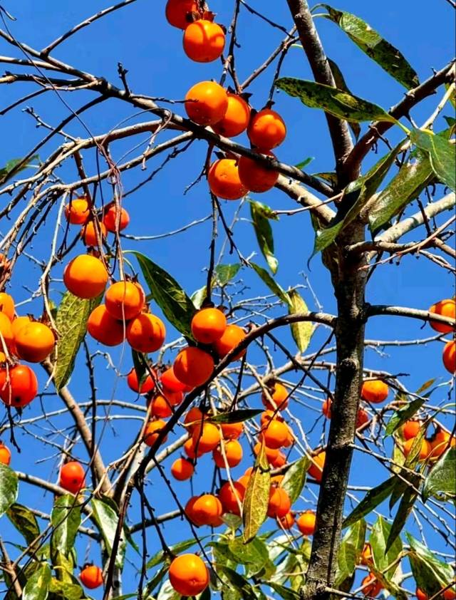 Осенняя сказка Восточного Фуцзянь: Фучжоу и панды, хурма и древние деревни Пиннаня (5/24)