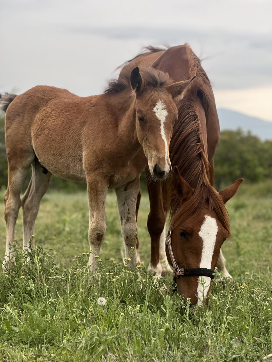 Армения. Конный тур - Романтика горных троп (7/7)