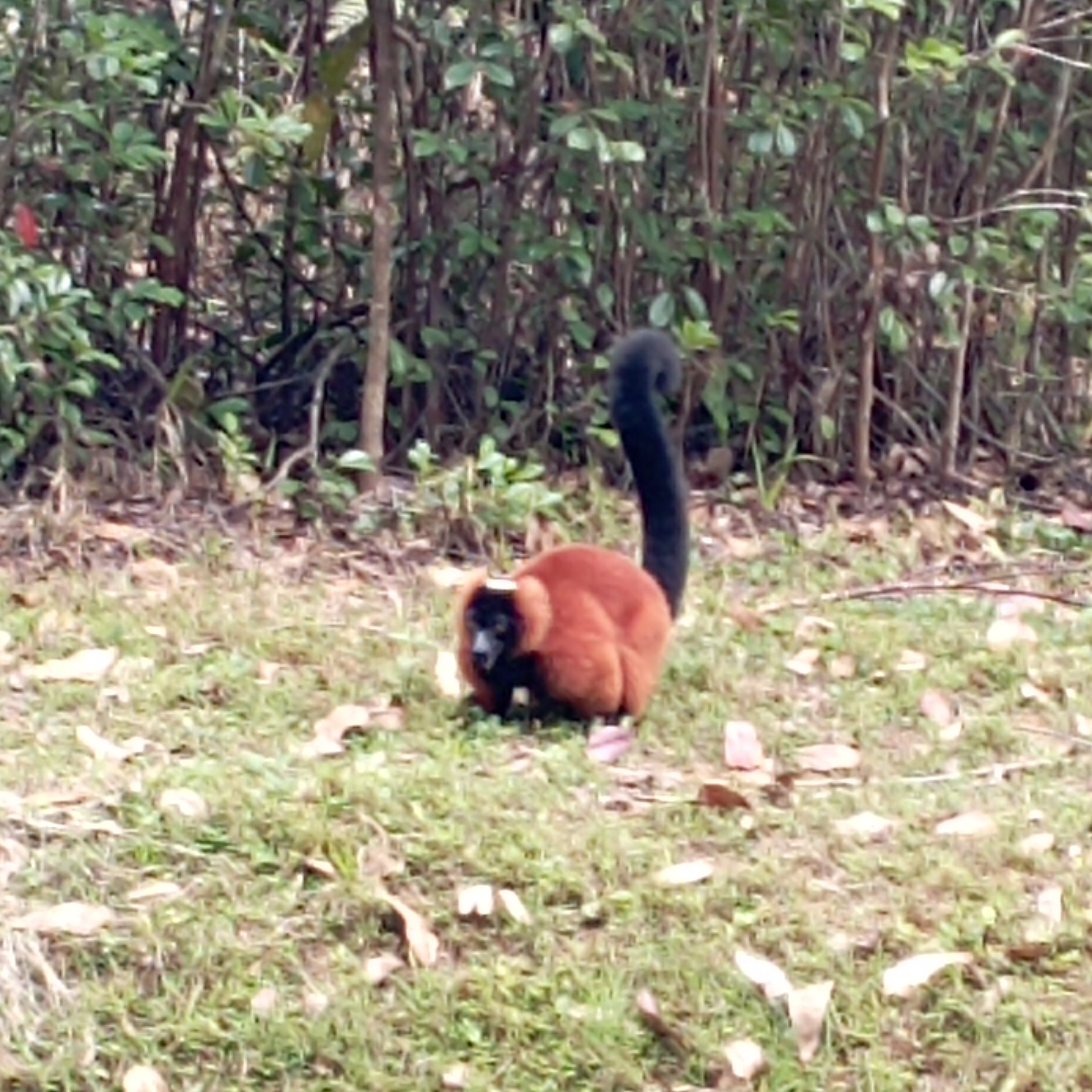 Магия Мадагаскара: Знаковые места и Пляжный Отдых - Нуси Бе с Лучшей Подборкой Отелей (18/32)