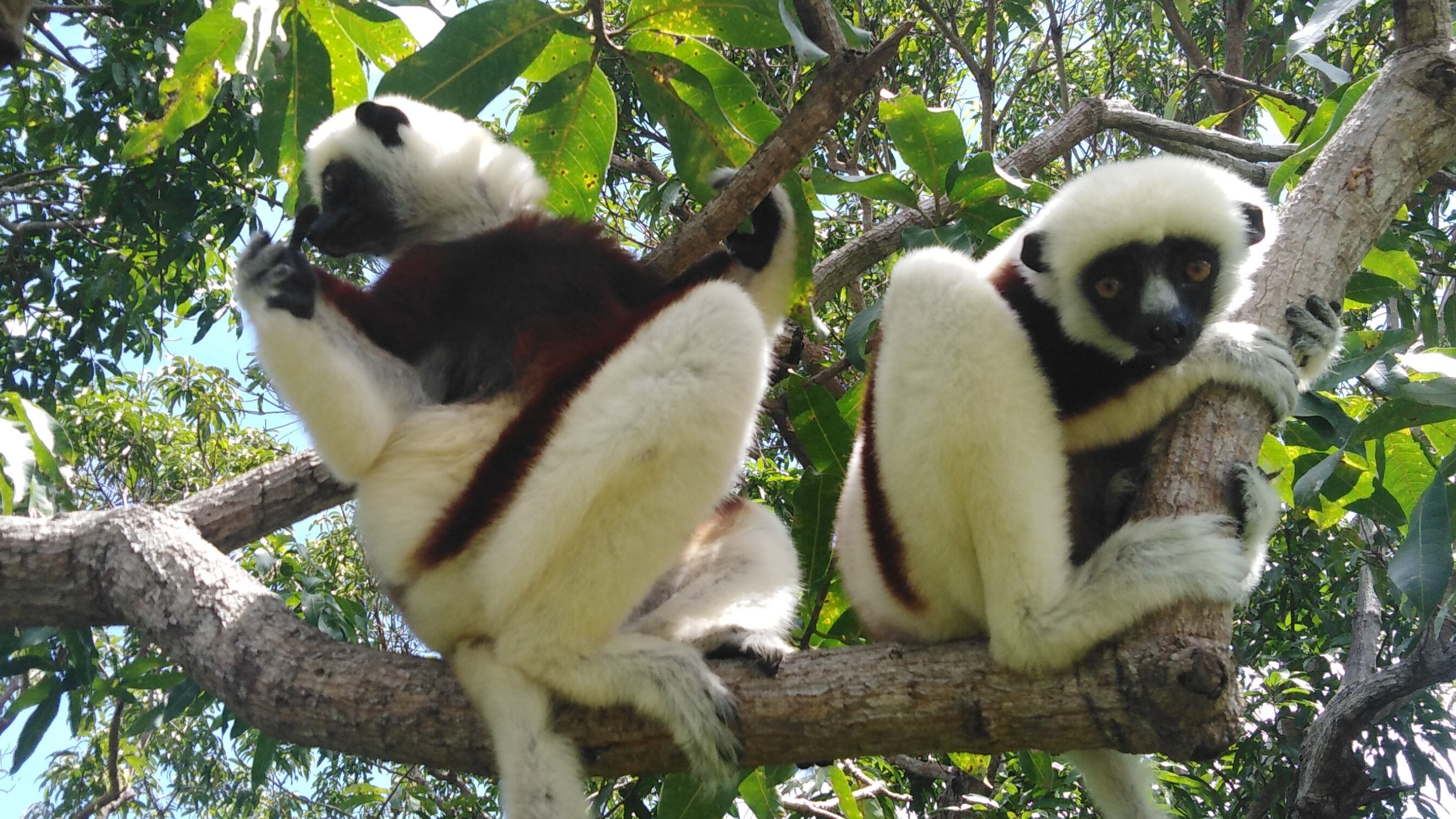 Магия Мадагаскара: Знаковые места и Пляжный Отдых - Нуси Бе с Лучшей Подборкой Отелей (11/32)