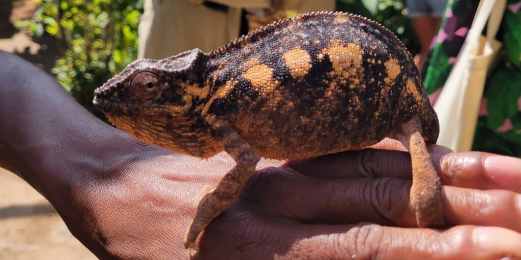 Магия Мадагаскара: Знаковые места и Пляжный Отдых - Нуси Бе с Лучшей Подборкой Отелей (16/32)