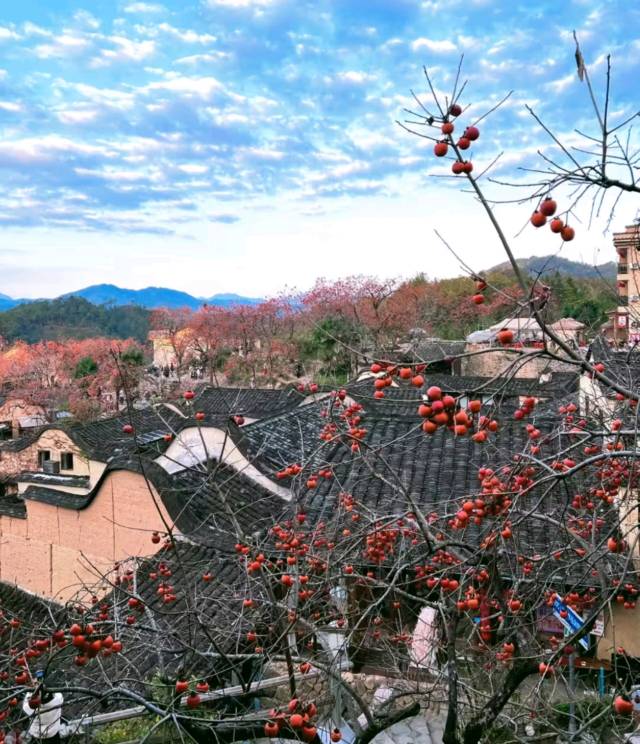 Осенняя сказка Восточного Фуцзянь: Фучжоу и панды, хурма и древние деревни Пиннаня (18/24)