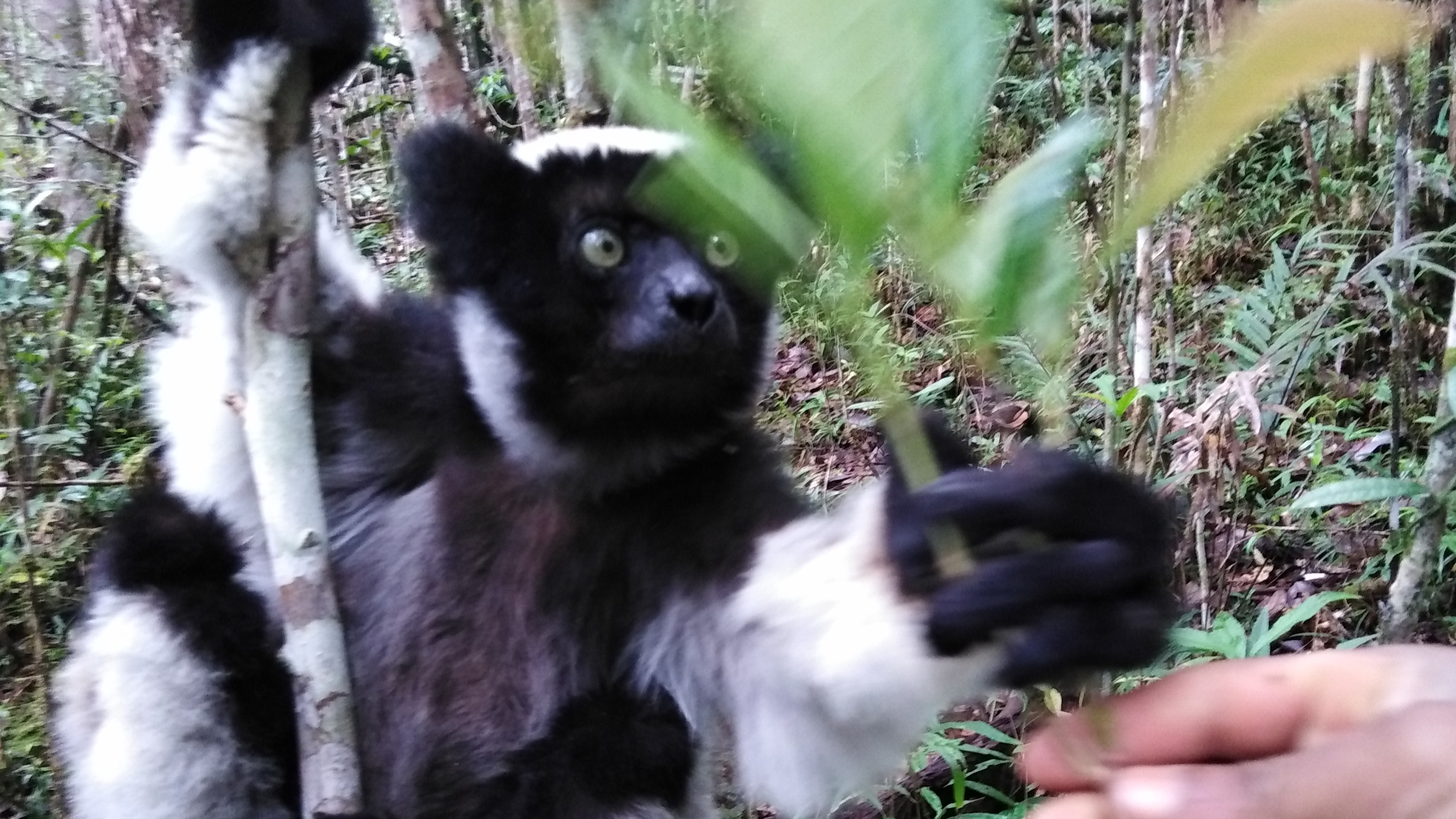 Магия Мадагаскара: Знаковые места и Пляжный Отдых - Нуси Бе с Лучшей Подборкой Отелей (17/32)