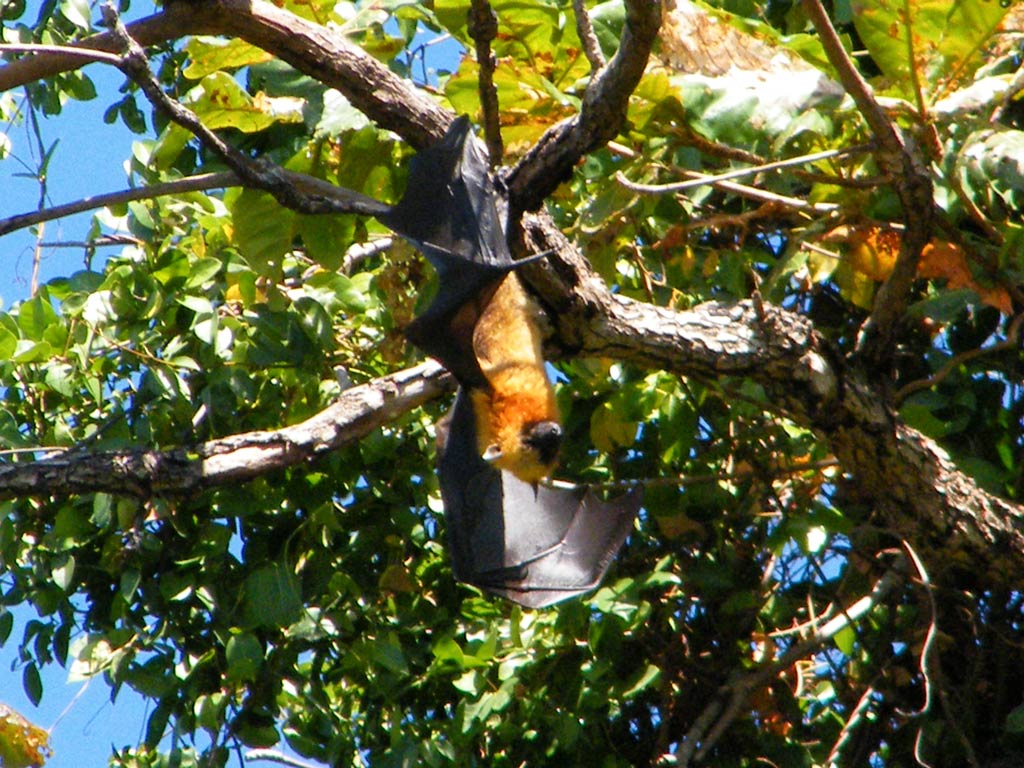 Магия Мадагаскара: Знаковые места и Пляжный Отдых - Нуси Бе с Лучшей Подборкой Отелей (24/32)