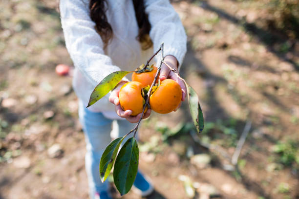 Осенняя сказка Восточного Фуцзянь: Фучжоу и панды, хурма и древние деревни Пиннаня (4/24)