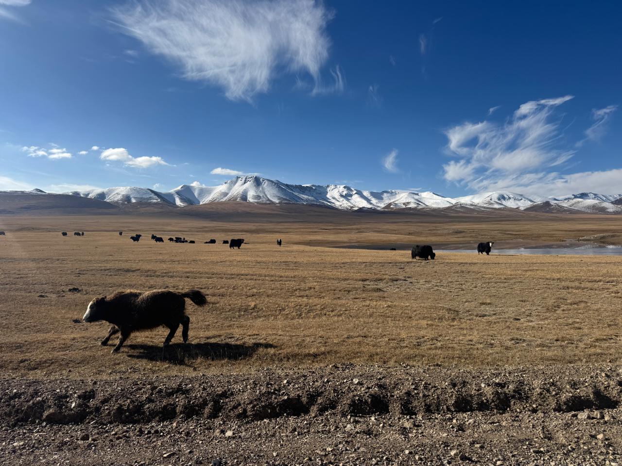 Bishkek : Song-Kul Lake & Ancient Burana Tower (2-Days in Alpine lake between Peaks) (2/21)