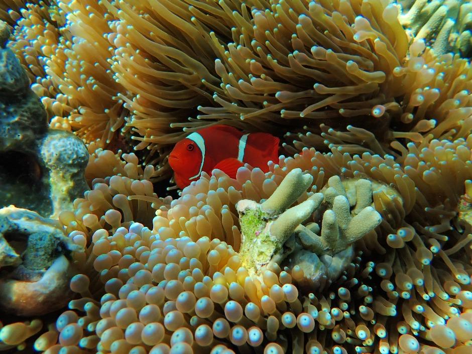 Бали под ключ: вулкан Иджен и острова, комфорт и приключения (35/56)