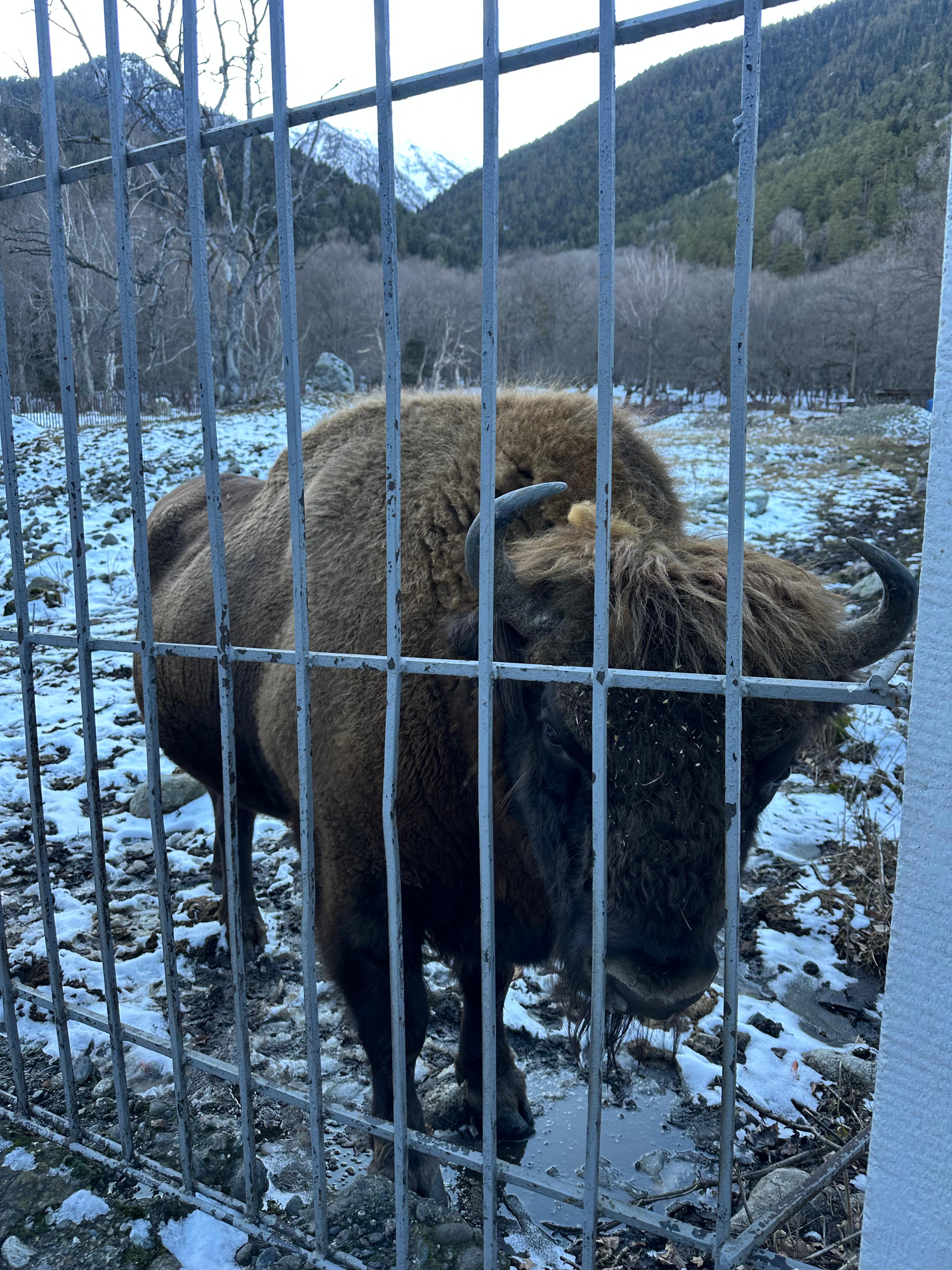 Молодежный тур в Домбай 3дня/2ночи (60/60)