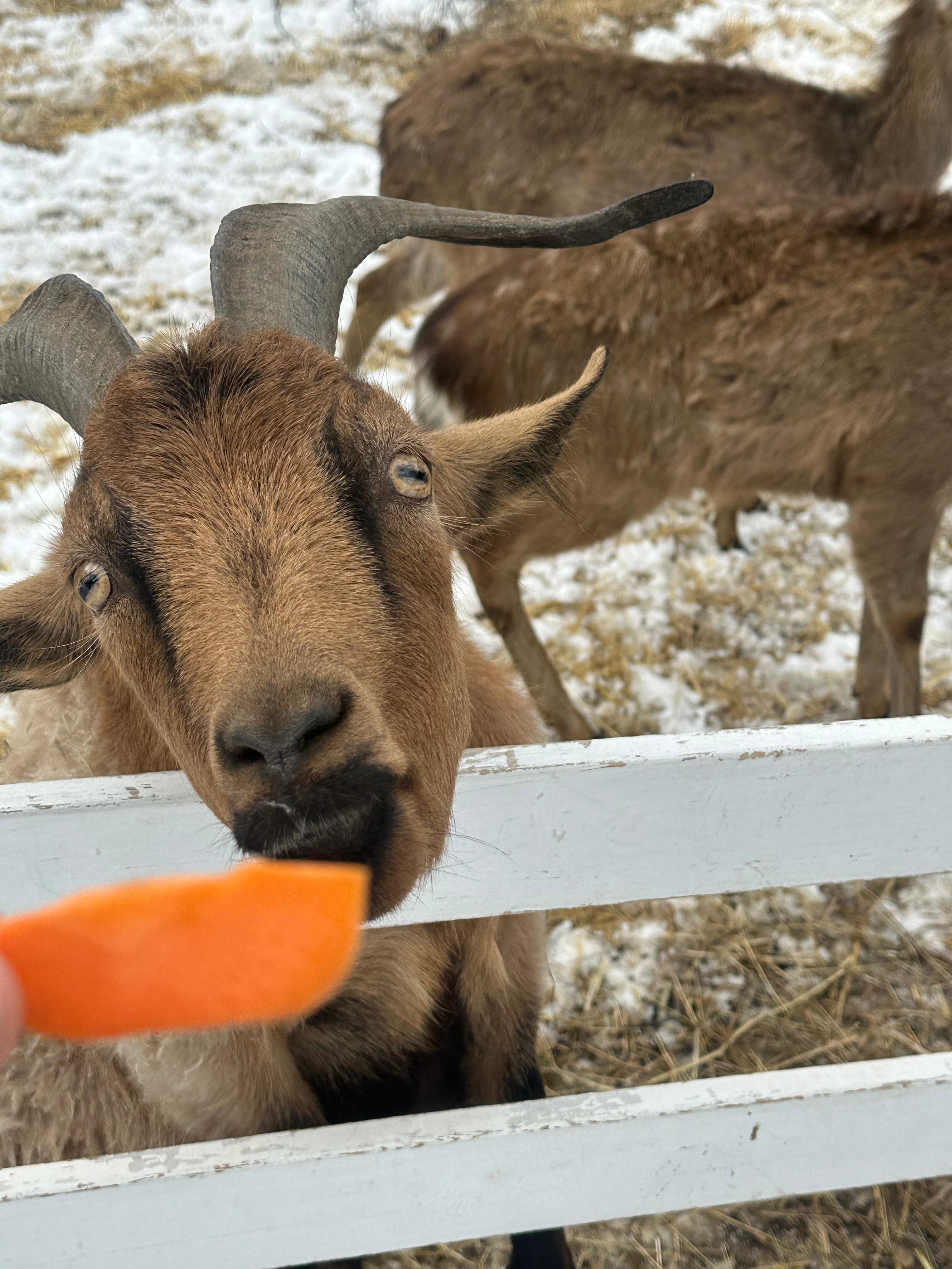 Молодежный тур в Домбай 3дня/2ночи (30/60)