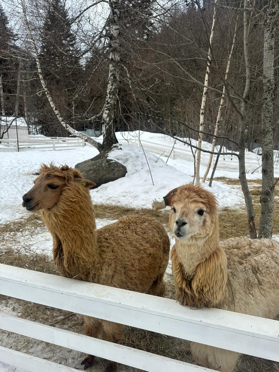 Молодежный тур в Домбай 3дня/2ночи (56/60)