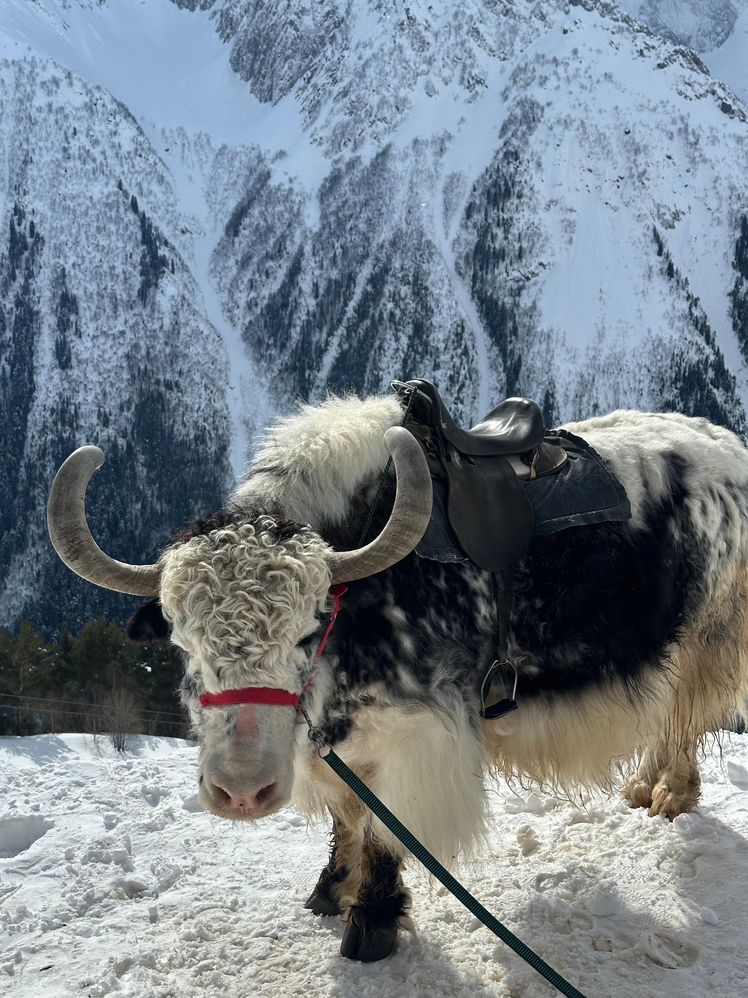 Молодежный тур в Домбай 3дня/2ночи (16/60)