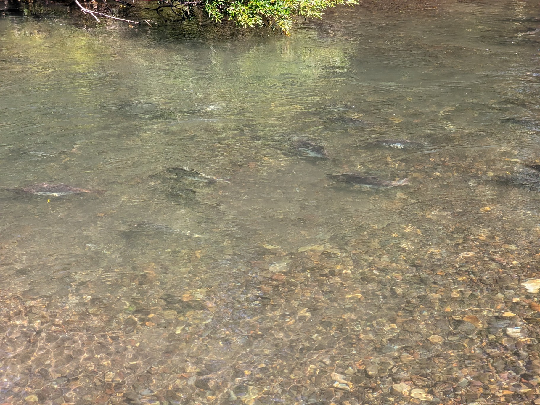 Камчатка: Тихоокеанское Огненное кольцо. (28/42)