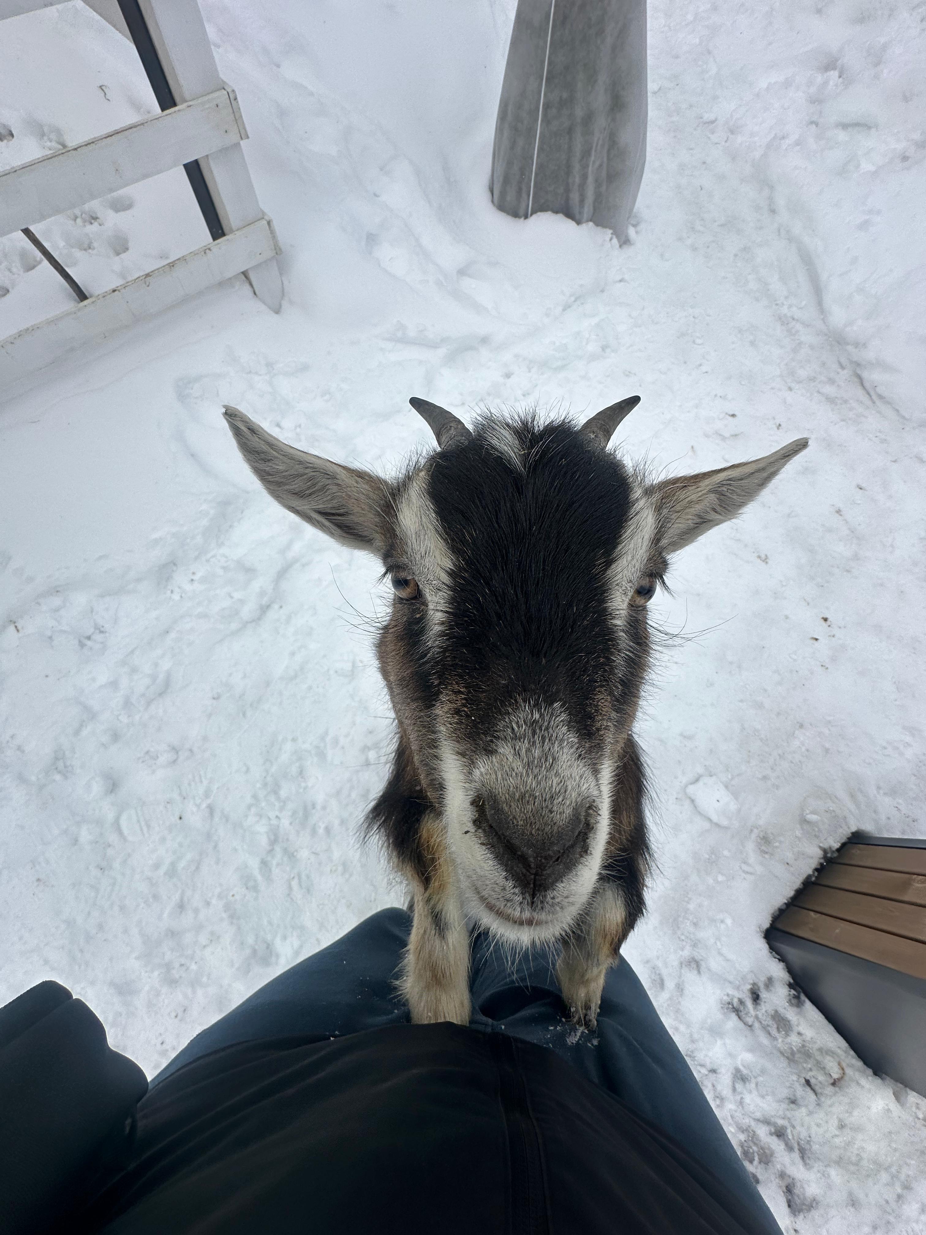 Молодежный тур в Домбай 3дня/2ночи (29/60)