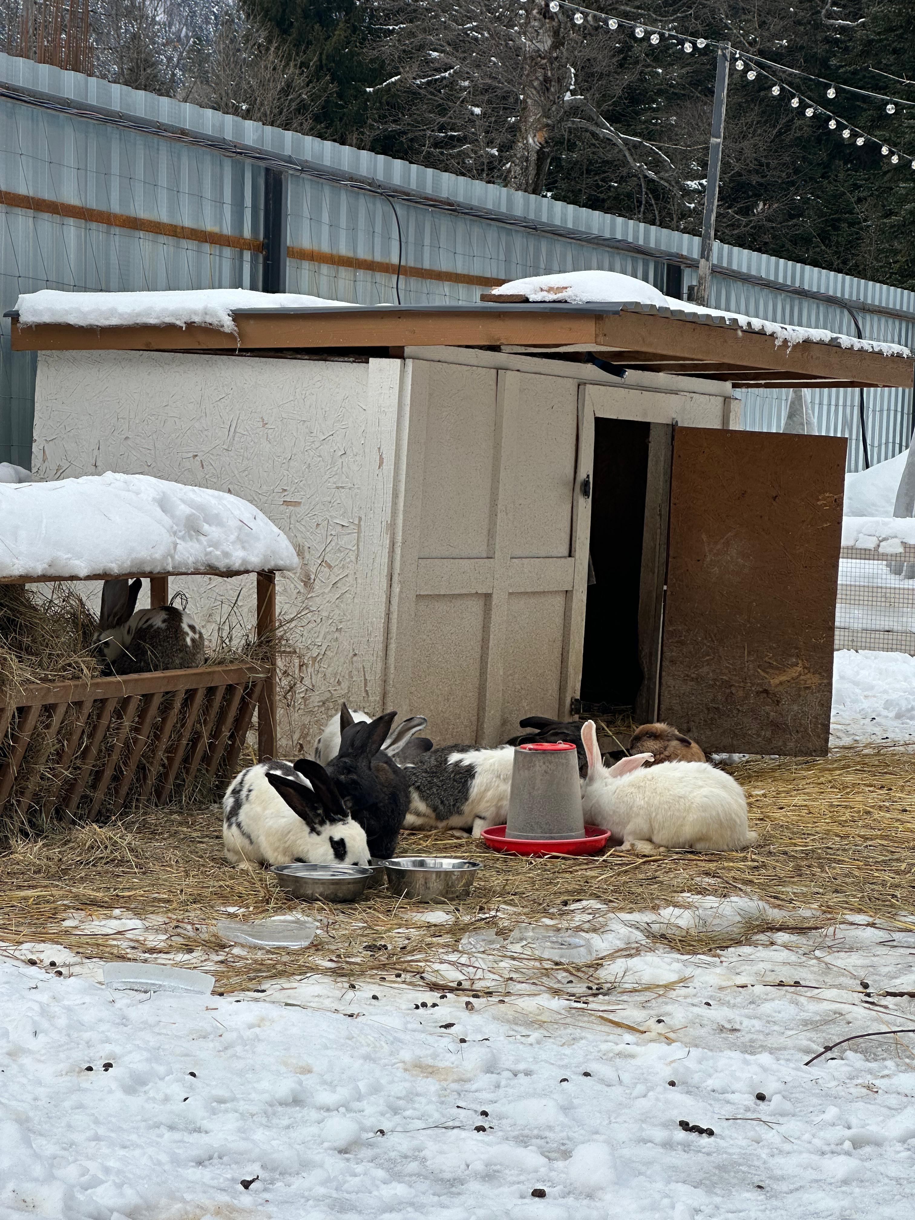 Молодежный тур в Домбай 3дня/2ночи (27/60)