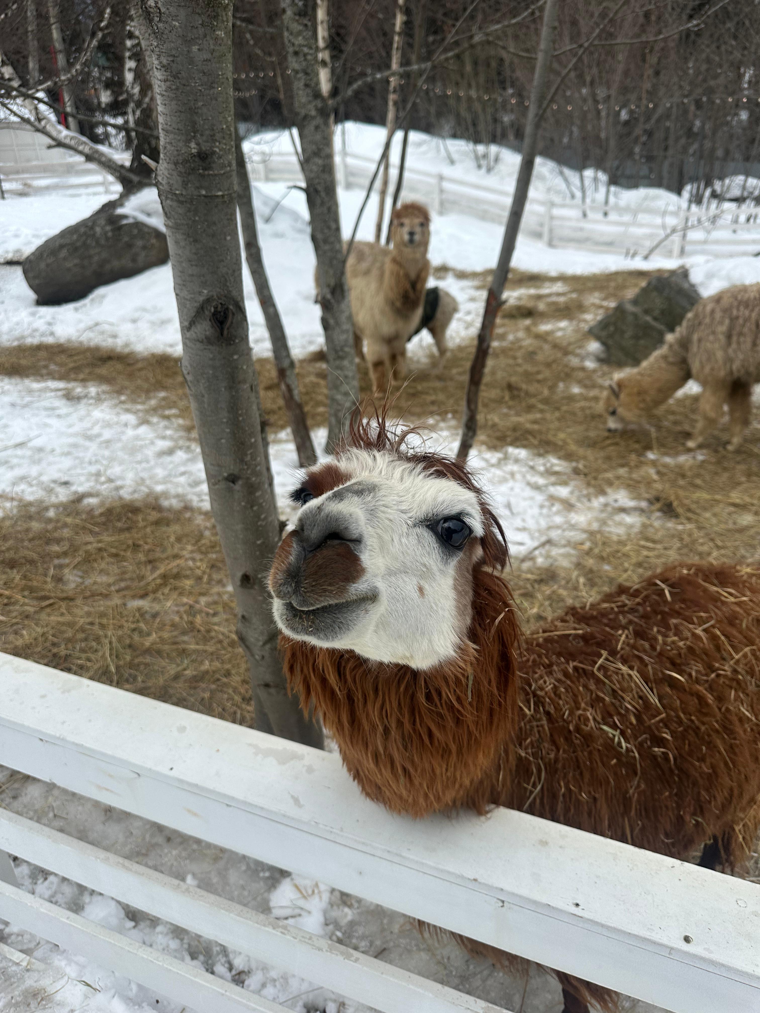 Молодежный тур в Домбай 3дня/2ночи (32/60)