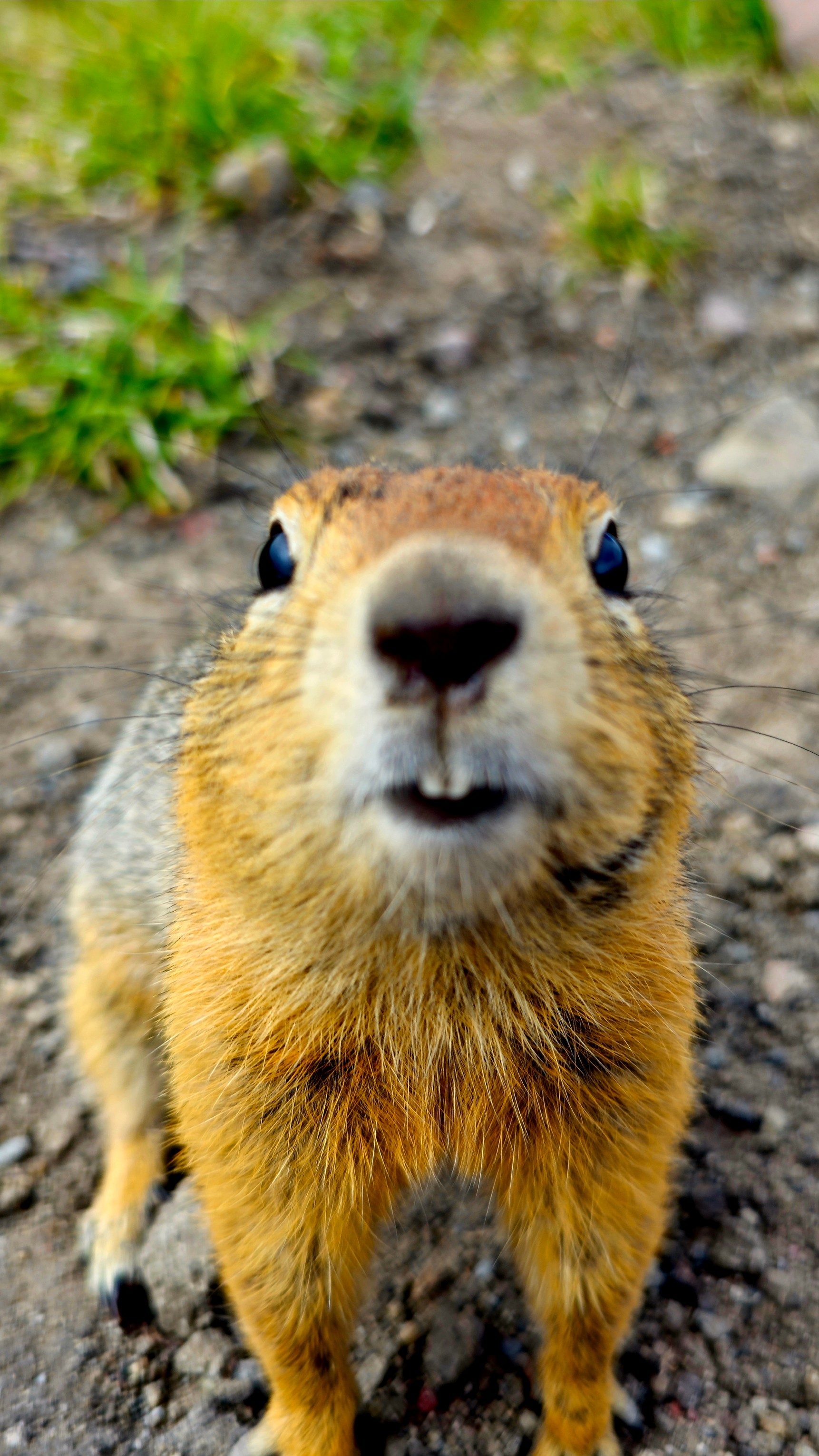 Камчатка: Тихоокеанское Огненное кольцо. (40/42)