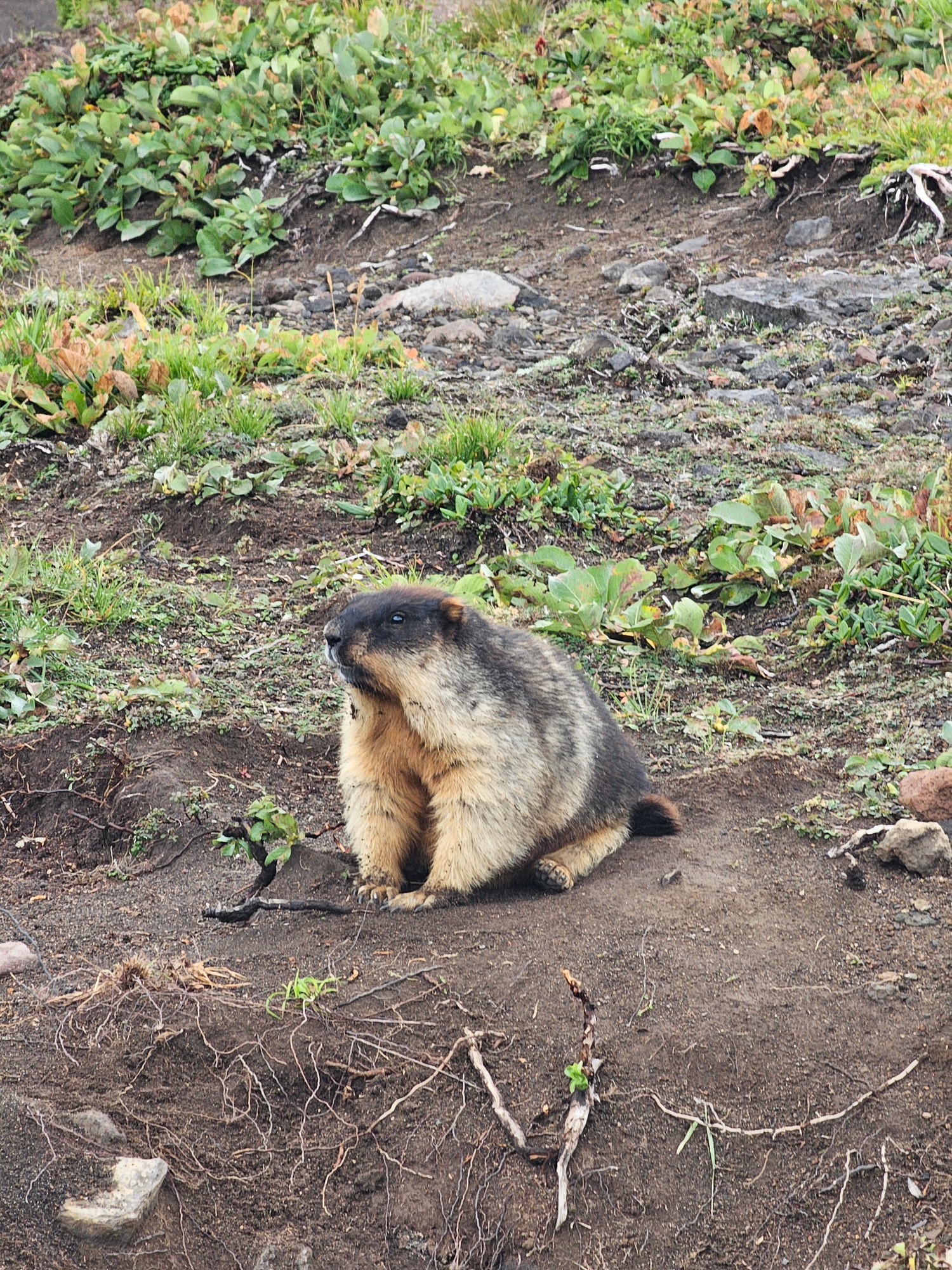 Камчатка: Тихоокеанское Огненное кольцо. (41/42)