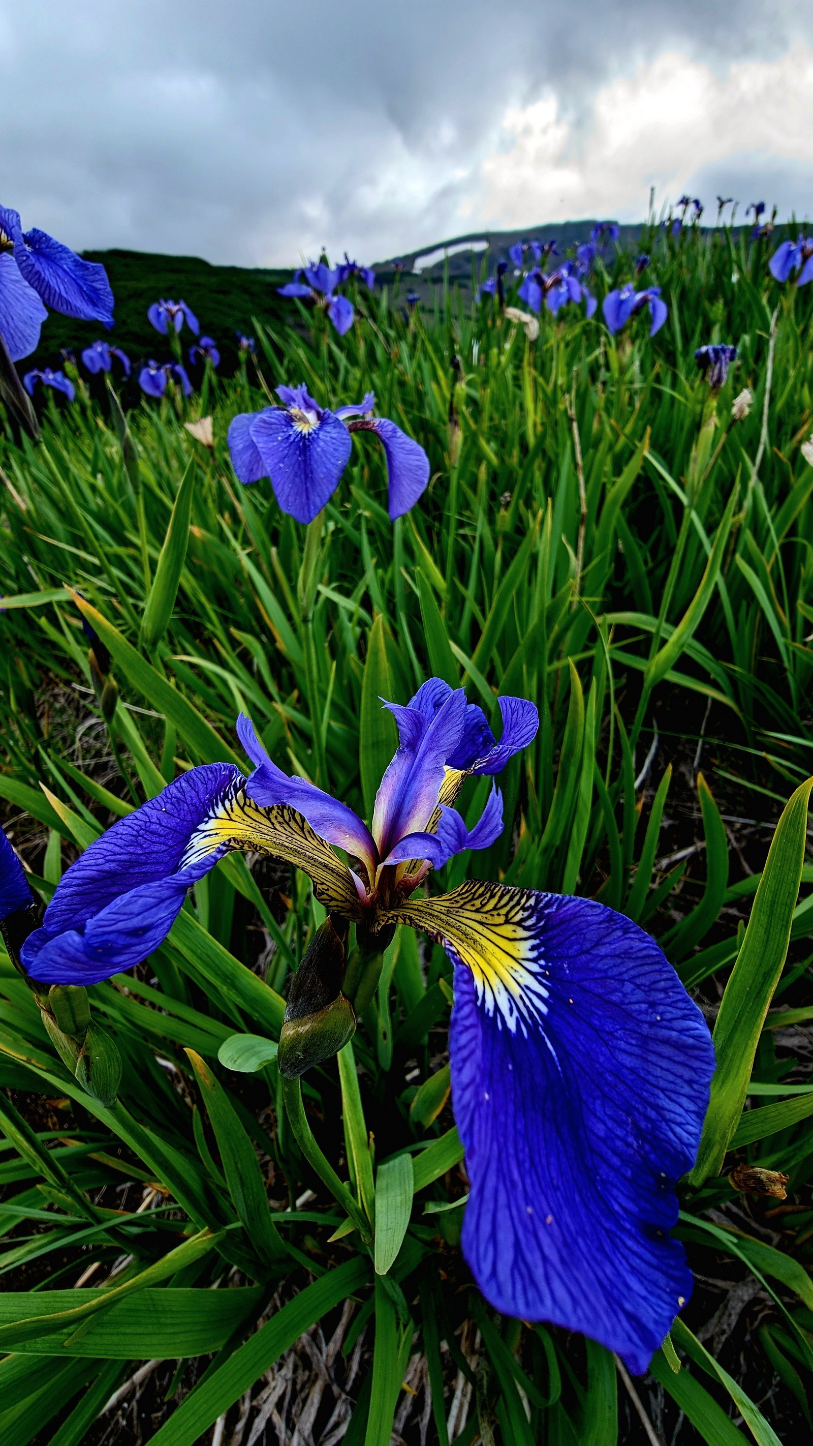 Камчатка: Тихоокеанское Огненное кольцо. (17/42)