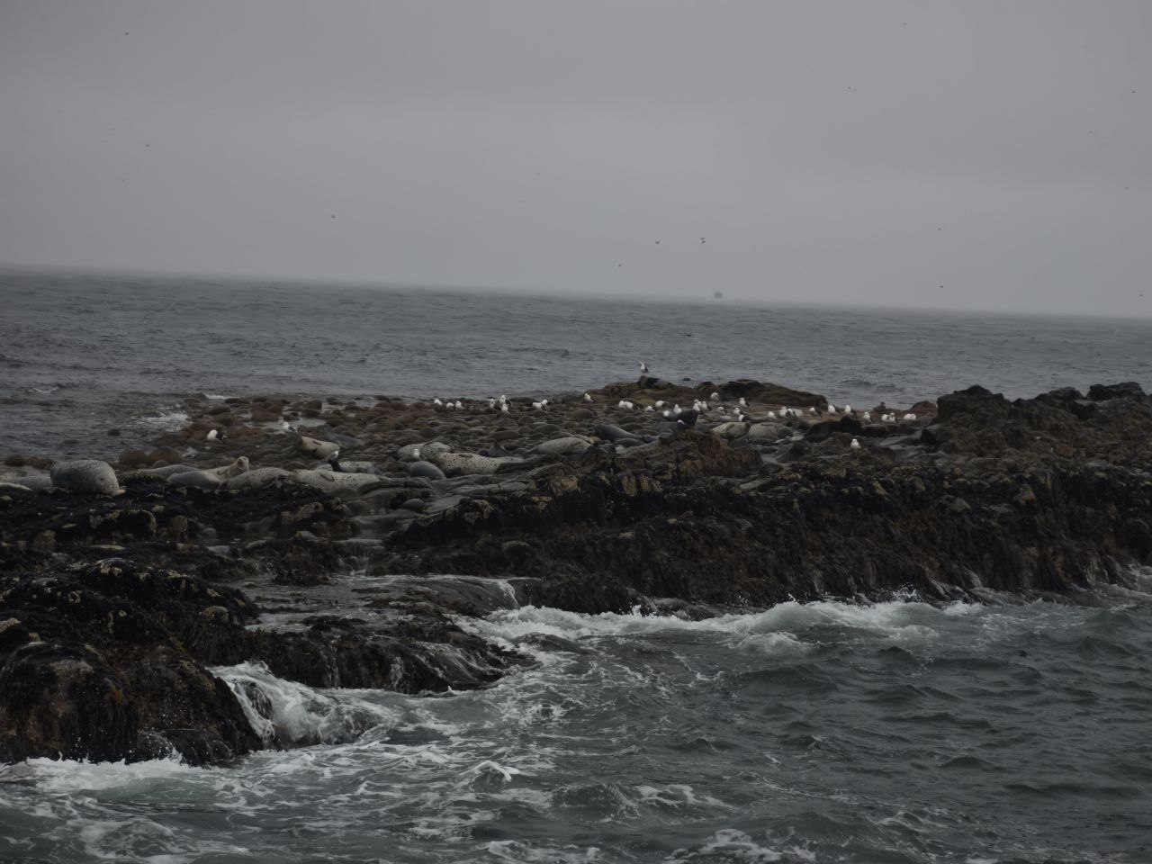 Ленивая Камчатка (7/13)