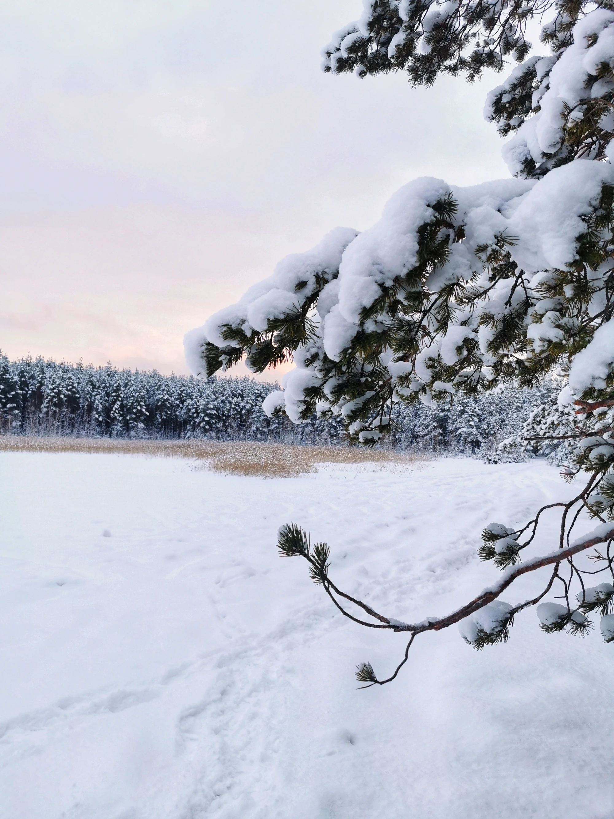 Подмосковная Карелия на снегоступах (5/17)