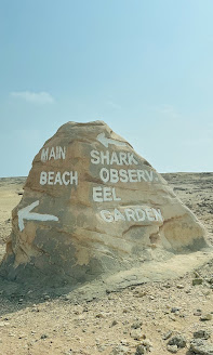 Индивидуальная экскурсия в заповедник рас Мухамад с обедом море продукты на пляже (5/28)